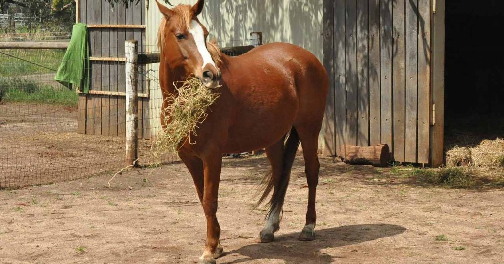 nourrir chevaux poney compleamnt