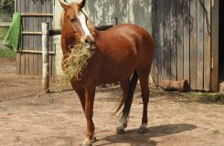 nourrir chevaux poney compleamnt