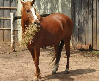 nourrir chevaux poney compleamnt