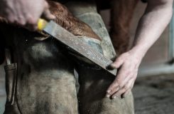 entretien sabot chevaux