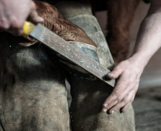 entretien sabot chevaux