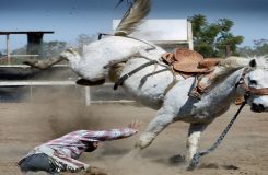 chevaux-anti-stress