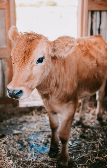 blog santé animale