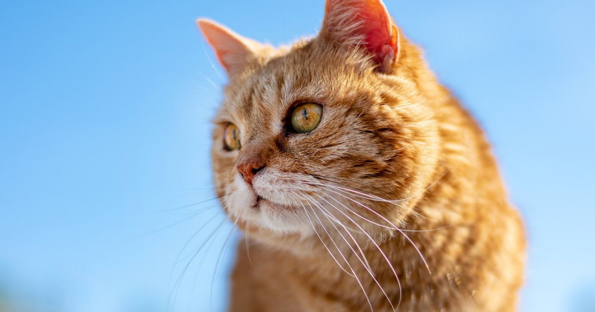 Huile de paraffine chat  chien → LAXATONE, pâte à base d'huile de paraffine