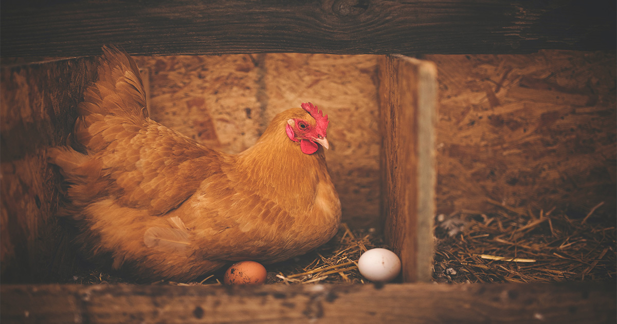 traitement poux rouges des poules