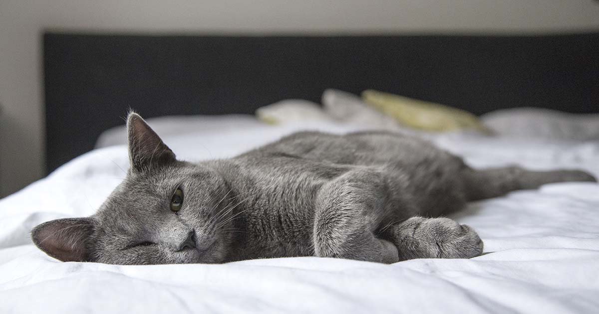 quel traitement anti puces pour chat