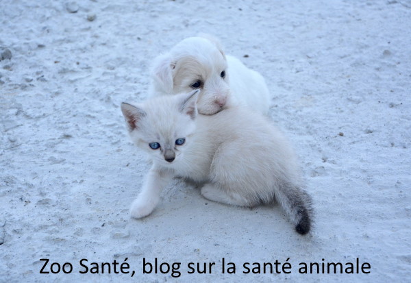 blog sante animale