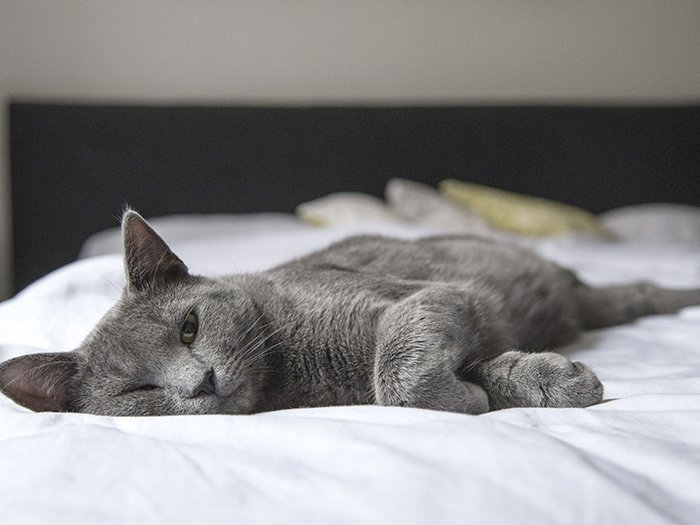 chat sur un lit