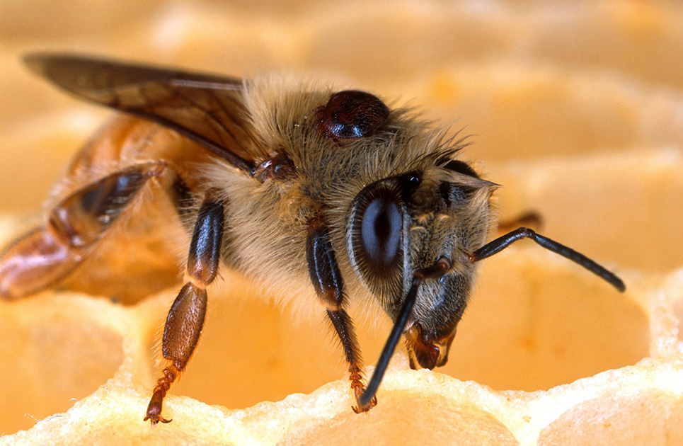 varroa destructor varroase parasite acarien